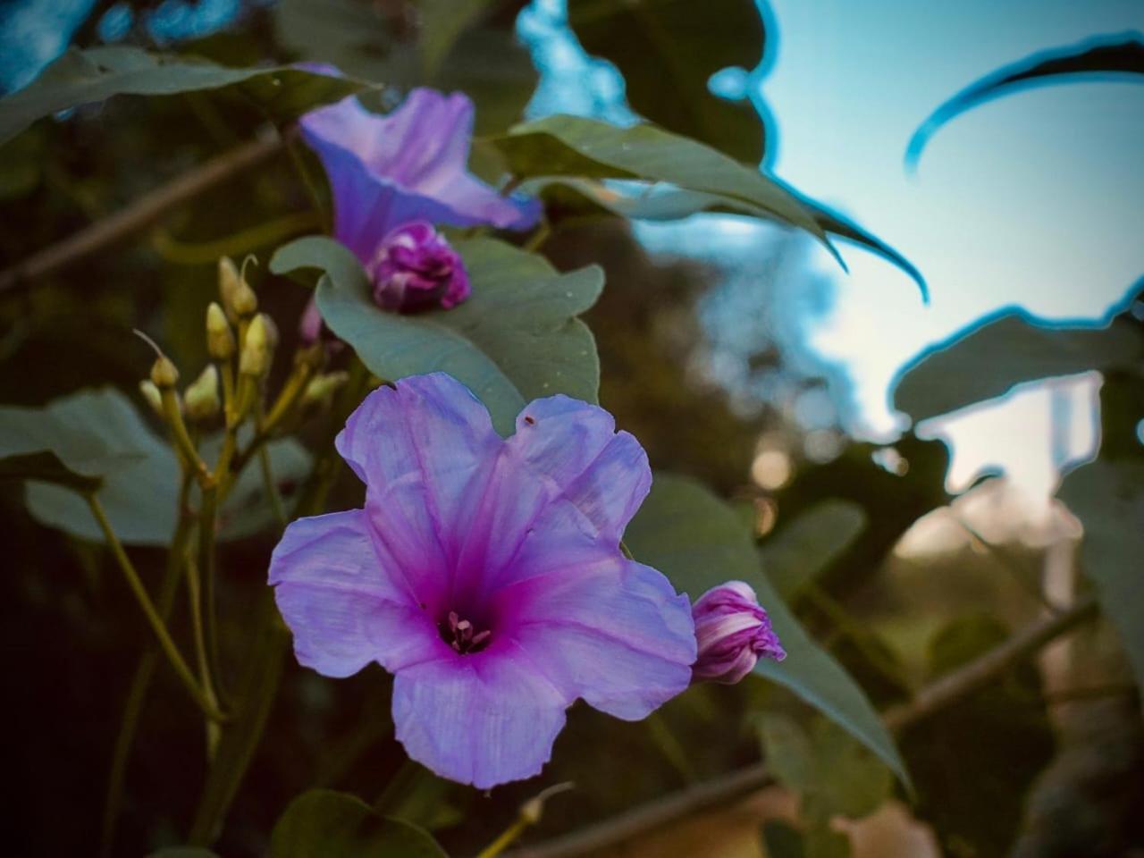 Pousada Gaiapia موريتيس المظهر الخارجي الصورة